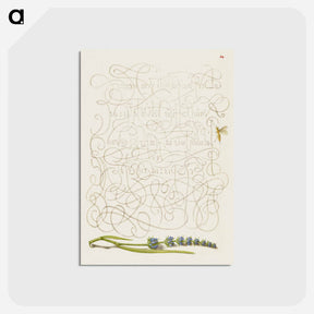 アートポストカード-Insect and Hyssop from Mira Calligraphiae Monumenta
 - 書道のお手本 Postcard.