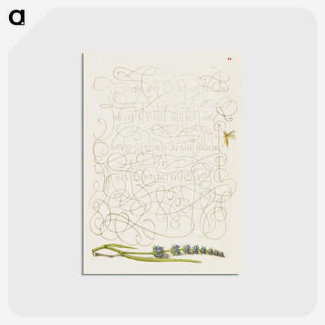 アートポストカード-Insect and Hyssop from Mira Calligraphiae Monumenta
 - 書道のお手本 Postcard.