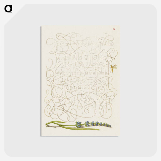 アートポストカード-Insect and Hyssop from Mira Calligraphiae Monumenta
 - 書道のお手本 Postcard.