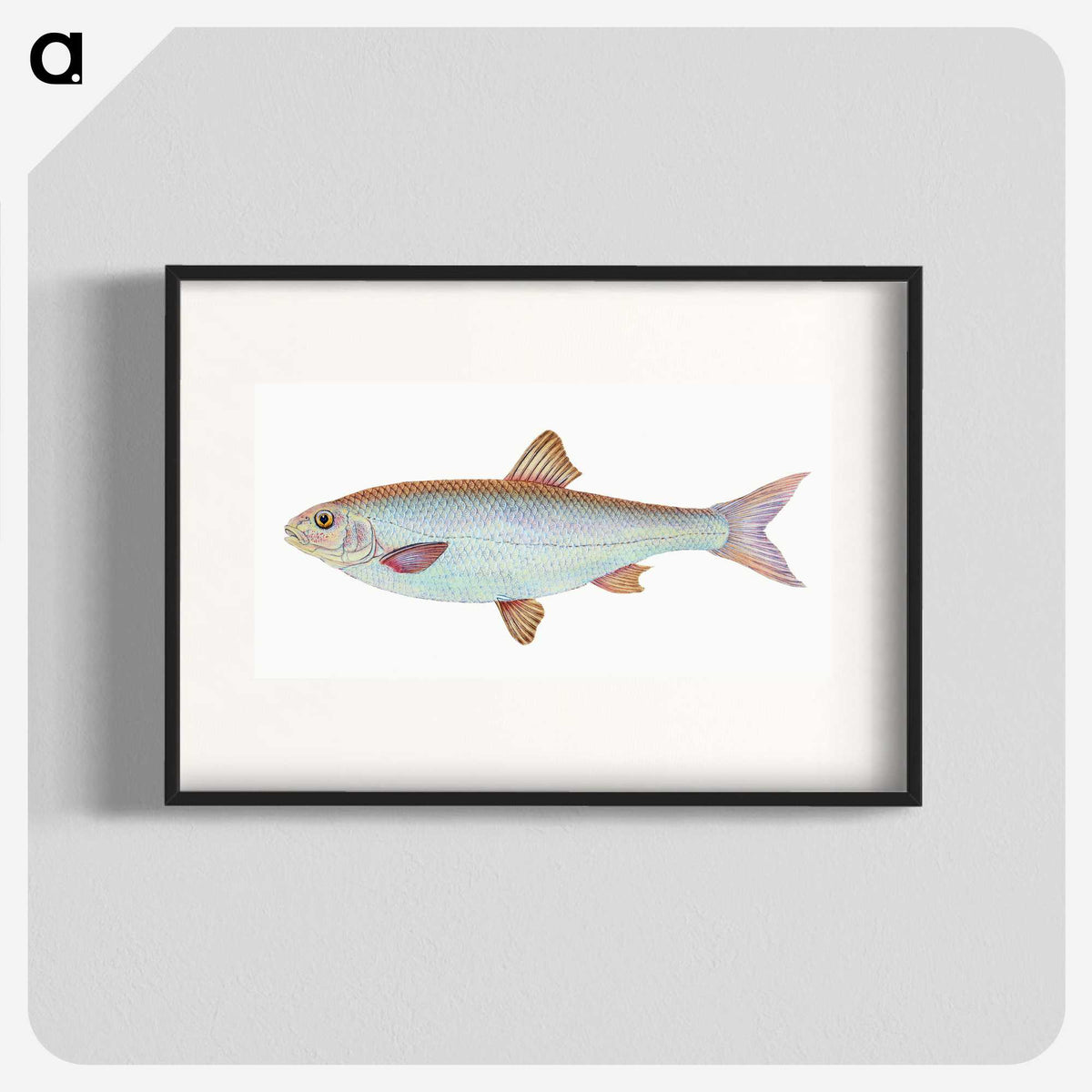 1-55_The-Natural-History-of-British-Fishes_blk