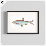 1-55_The-Natural-History-of-British-Fishes_blk
