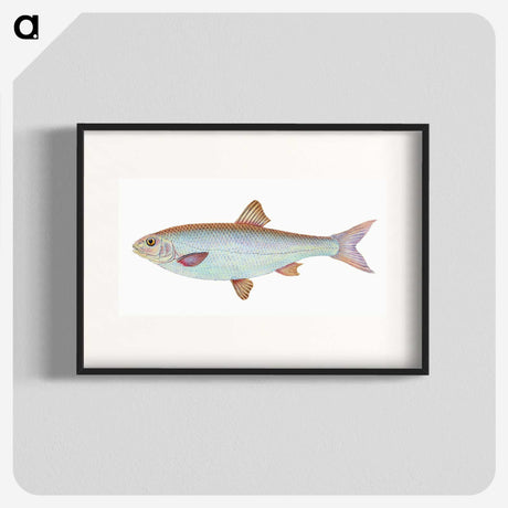 1-55_The-Natural-History-of-British-Fishes_blk