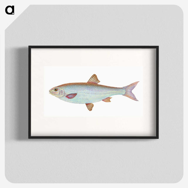 1-55_The-Natural-History-of-British-Fishes_blk