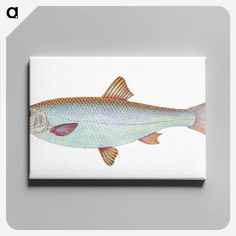 1-55_The-Natural-History-of-British-Fishes_canvas