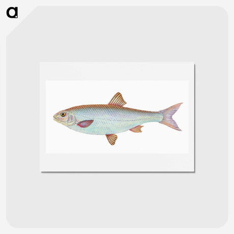 1-55_The-Natural-History-of-British-Fishes_hagaki