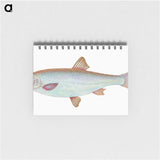 1-55_The-Natural-History-of-British-Fishes_memo