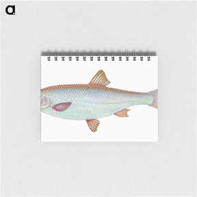 1-55_The-Natural-History-of-British-Fishes_memo
