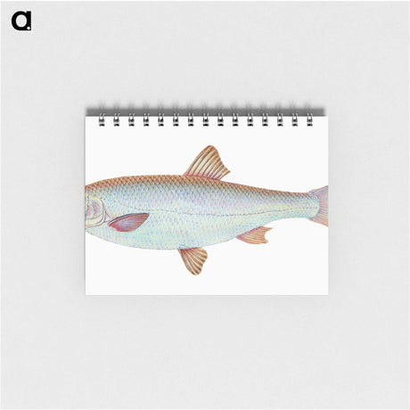 1-55_The-Natural-History-of-British-Fishes_memo