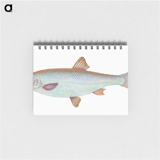 1-55_The-Natural-History-of-British-Fishes_memo