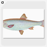 1-55_The-Natural-History-of-British-Fishes_picture-crop