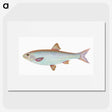 1-55_The-Natural-History-of-British-Fishes_picture
