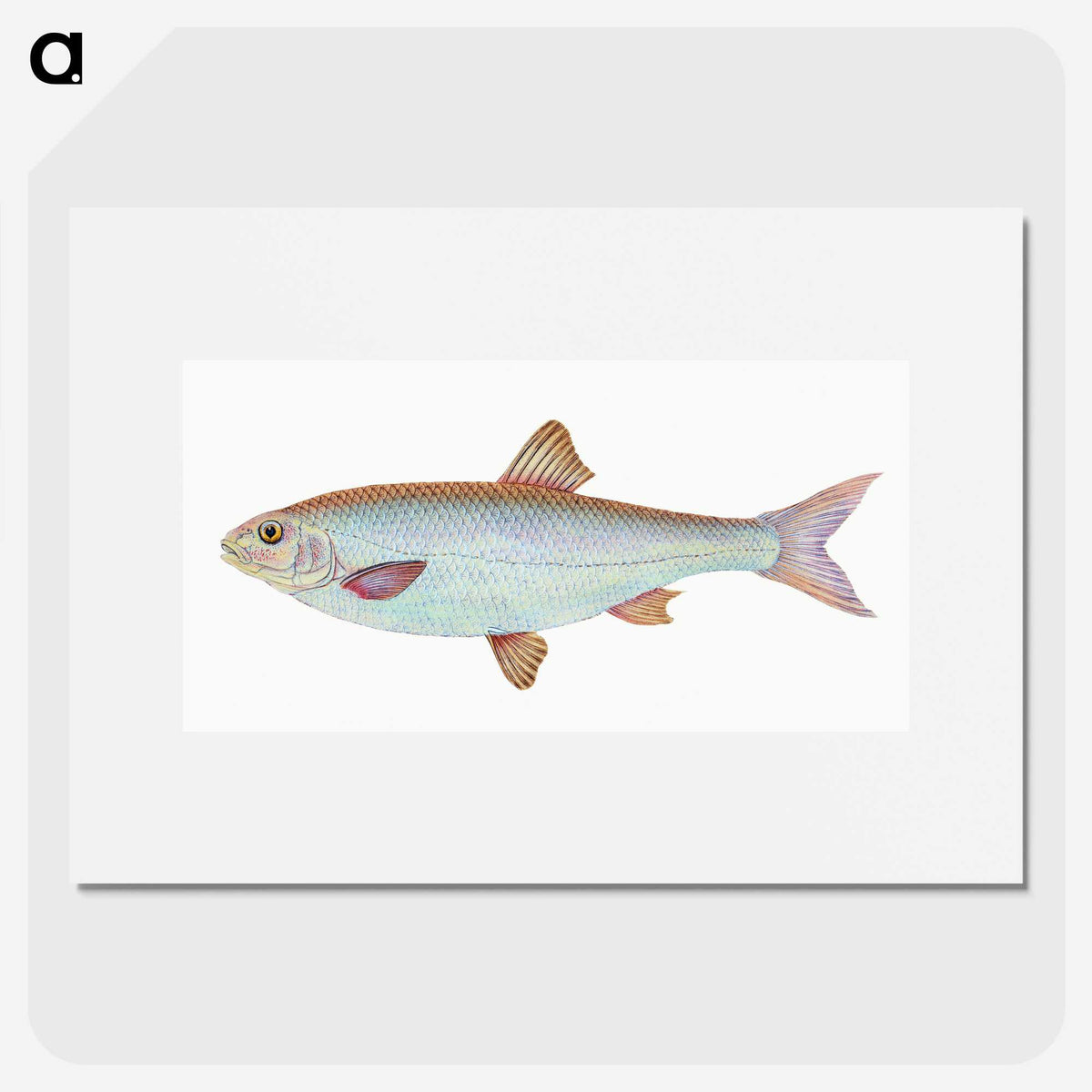 1-55_The-Natural-History-of-British-Fishes_picture