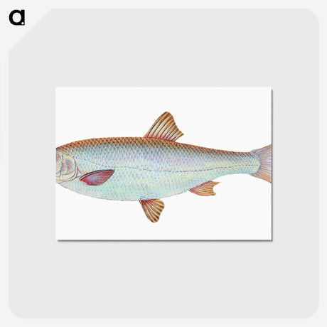 1-55_The-Natural-History-of-British-Fishes_postcard