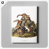 1-55_The-Viviparous-Quadrupeds_canvas