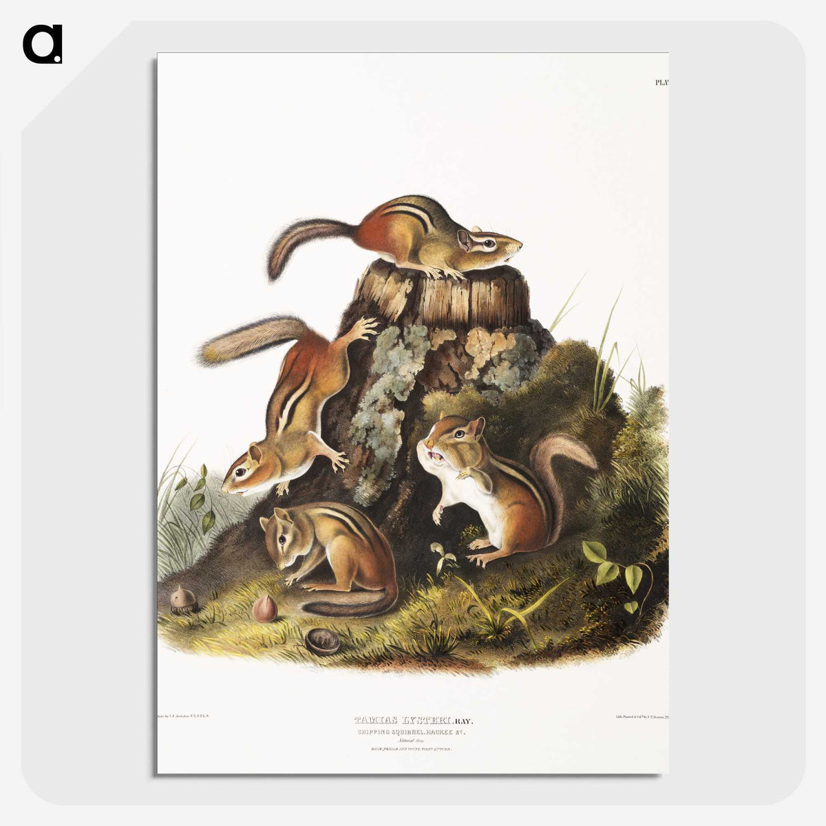 1-55_The-Viviparous-Quadrupeds_picture-crop