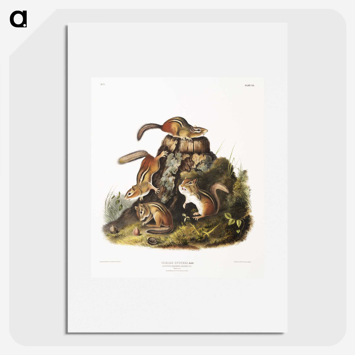 1-55_The-Viviparous-Quadrupeds_picture