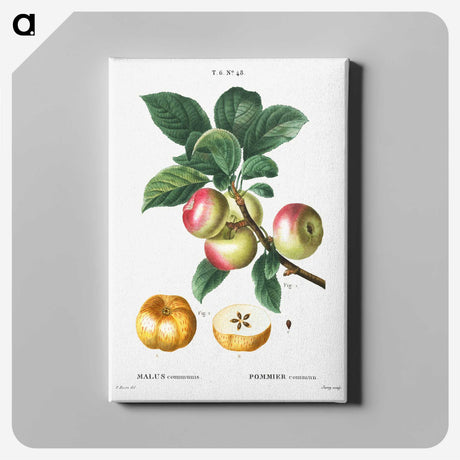1-55_Treatise-on-Trees-and-Shrubs_canvas
