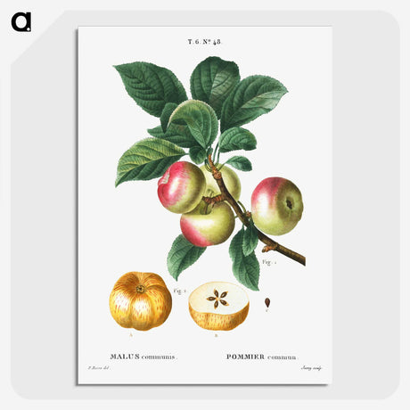 1-55_Treatise-on-Trees-and-Shrubs_picture-crop