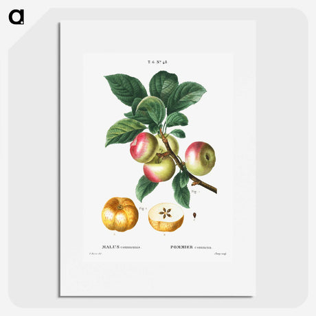 1-55_Treatise-on-Trees-and-Shrubs_picture