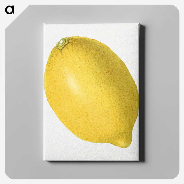 1-55_USDA-Watercolor-Fruit-Painting-Collection_canvas