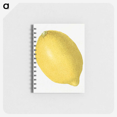 1-55_USDA-Watercolor-Fruit-Painting-Collection_memo