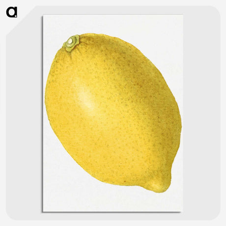 1-55_USDA-Watercolor-Fruit-Painting-Collection_picture-crop