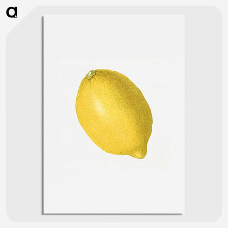 1-55_USDA-Watercolor-Fruit-Painting-Collection_picture