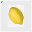 1-55_USDA-Watercolor-Fruit-Painting-Collection_postcard