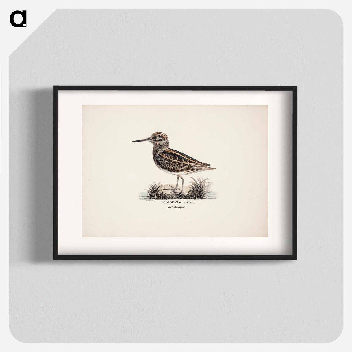 Jack snipe - Wilhelm von Wright Poster.