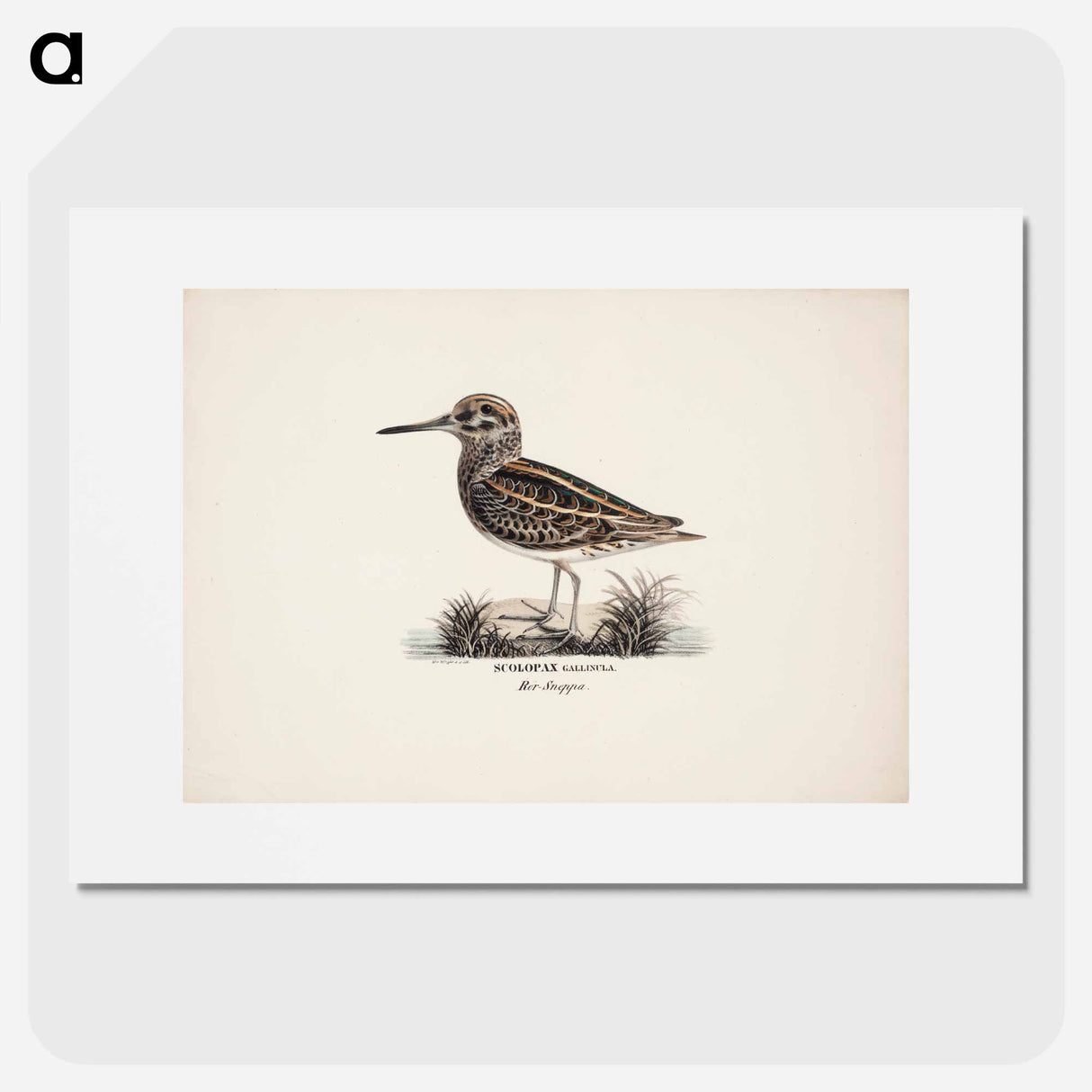 Jack snipe - Wilhelm von Wright Poster.