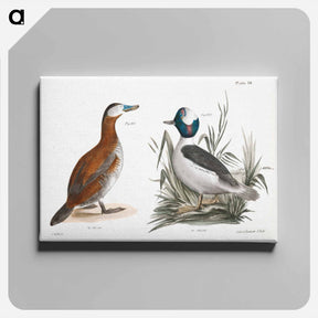 アートパネル-Ruddy Duck (Fuligula rubida)  Buffle-headed Duck (Fuligula albeola) - ニューヨークの動物学 Canvas.