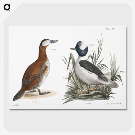 1-55_Zoology-of-New-York_picture-crop
