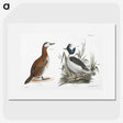 1-55_Zoology-of-New-York_picture