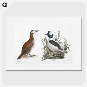 1-55_Zoology-of-New-York_picture