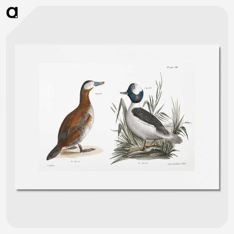 1-55_Zoology-of-New-York_picture