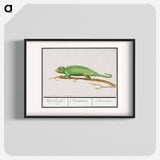 Chameleon - アンセルムス ボエティウス デ ブート Poster.
