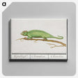 1-56_Anselmus-Boetius-de-Boodt_canvas