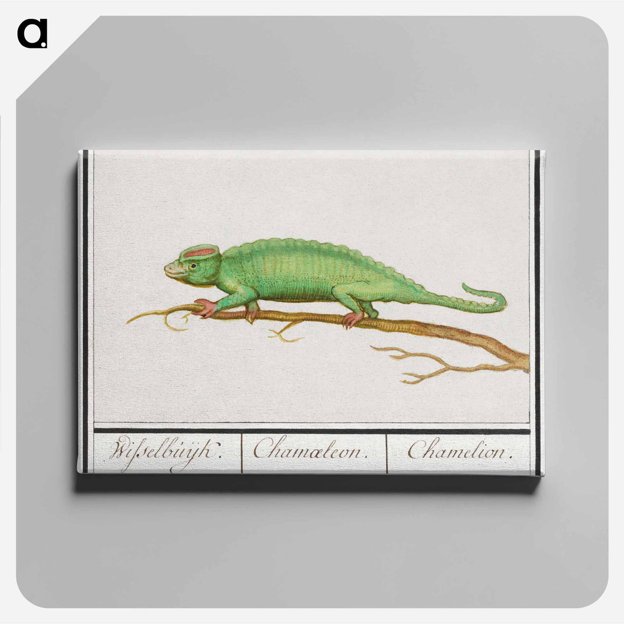 Chameleon - アンセルムス ボエティウス デ ブート Canvas.