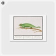 アートポストカード-Chameleon - アンセルムス ボエティウス デ ブート Postcard.