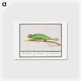 アートポストカード-Chameleon - アンセルムス ボエティウス デ ブート Postcard.