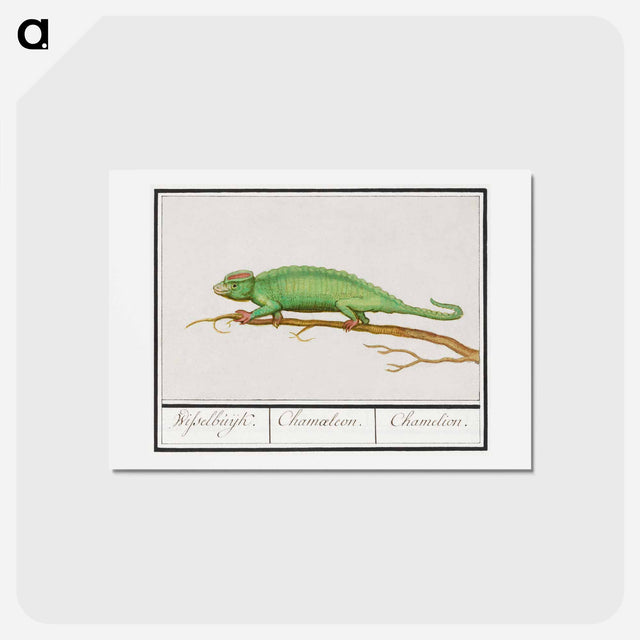 アートポストカード-Chameleon - アンセルムス ボエティウス デ ブート Postcard.