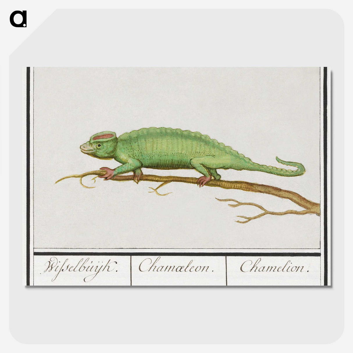 1-56_Anselmus-Boetius-de-Boodt_picture-crop