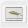 1-56_Anselmus-Boetius-de-Boodt_picture