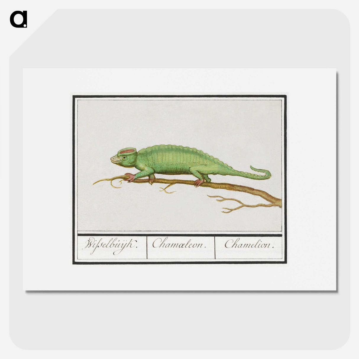 1-56_Anselmus-Boetius-de-Boodt_picture