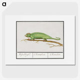 1-56_Anselmus-Boetius-de-Boodt_picture