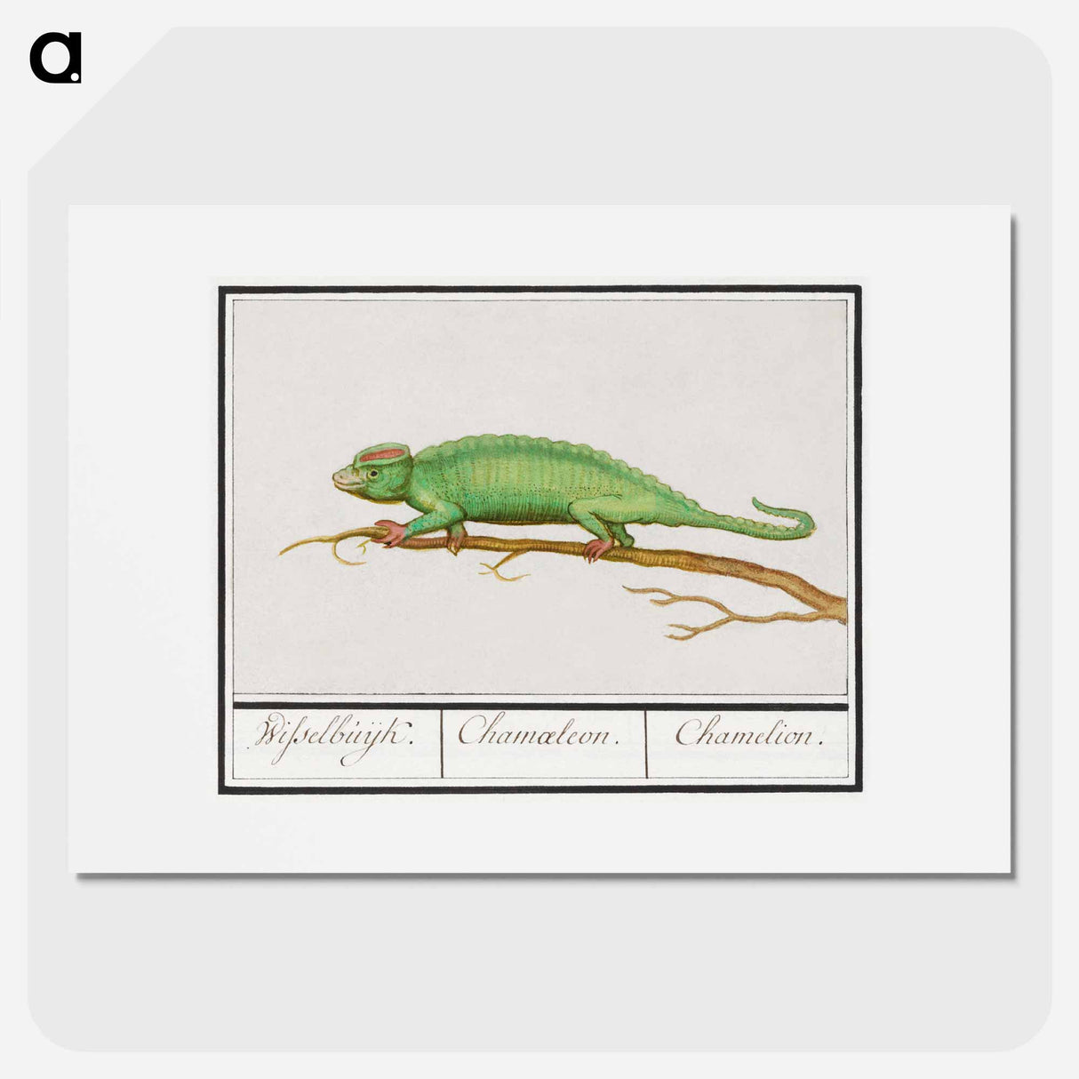 Chameleon - アンセルムス ボエティウス デ ブート Poster.