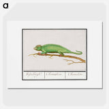 Chameleon - アンセルムス ボエティウス デ ブート Poster.