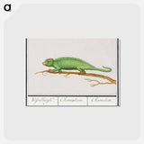 アートポストカード-Chameleon - アンセルムス ボエティウス デ ブート Postcard.