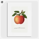 1-56_Botanical-Specimen-Plates_picture