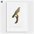 1-56_Des-Oiseaux-de-Paradis_picture